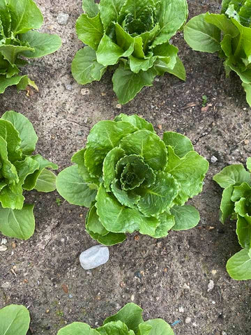 Lettuce - Romaine Green