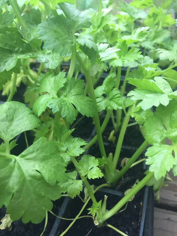 Herb - Cutting Celery