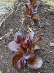 Lettuce - Romaine Red